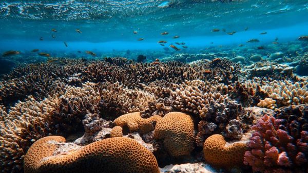 Искусственный интеллект научили понимать «песни» коралловых рифов